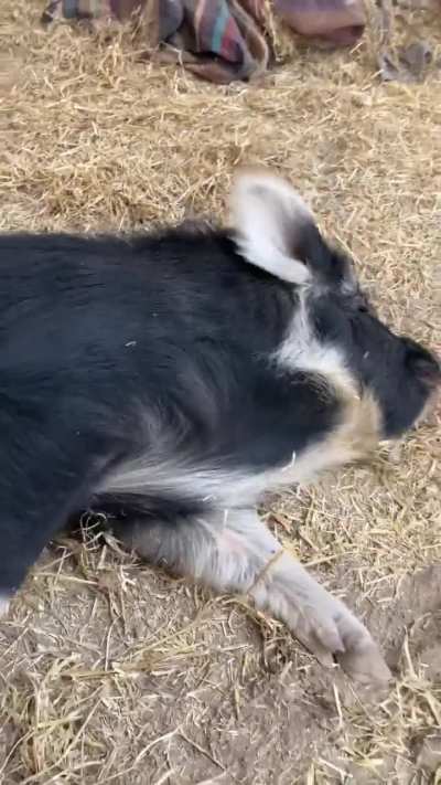 Maui exhibiting exceptional levels of cuteness at Luvin Arms Animal Sanctuary in Colorado