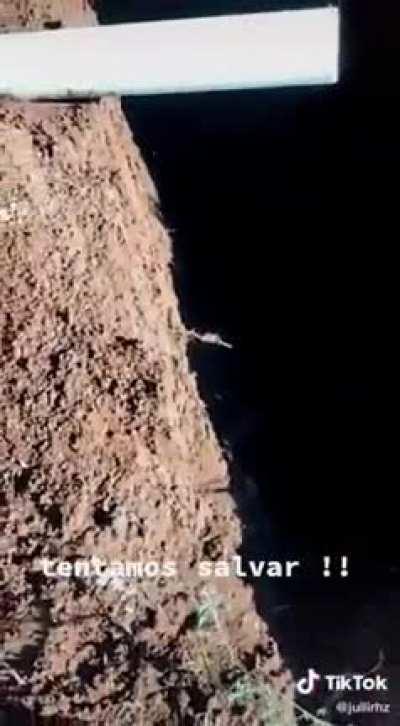 To rescue a guinea pig