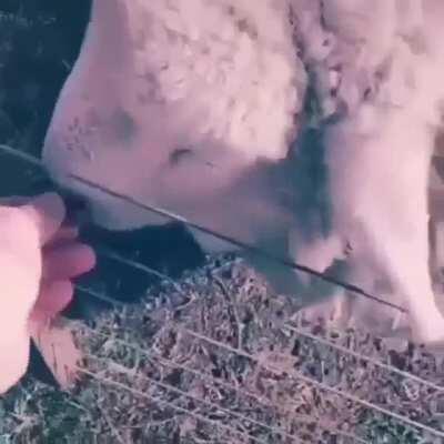 Se le ve muy fachero al Óscar