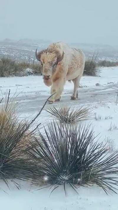 Great white buffalo