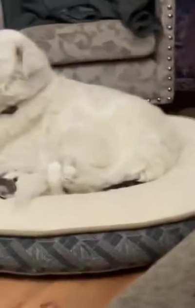 Best seat in the house