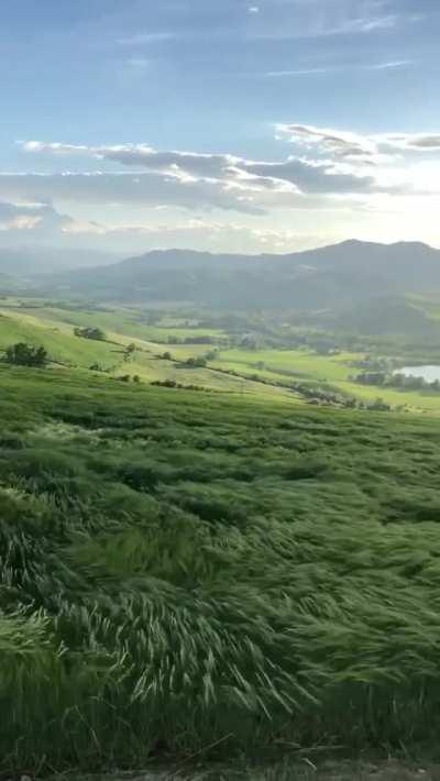 🔥 Long grass moves like ocean waves in Hills Of Bologna, Italy.