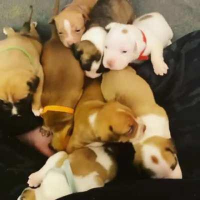 Fostering a mom and her litter of ten pups. Things can get...a little hectic at times.