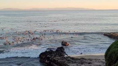 Brown Pelicans along West Cliff Dr