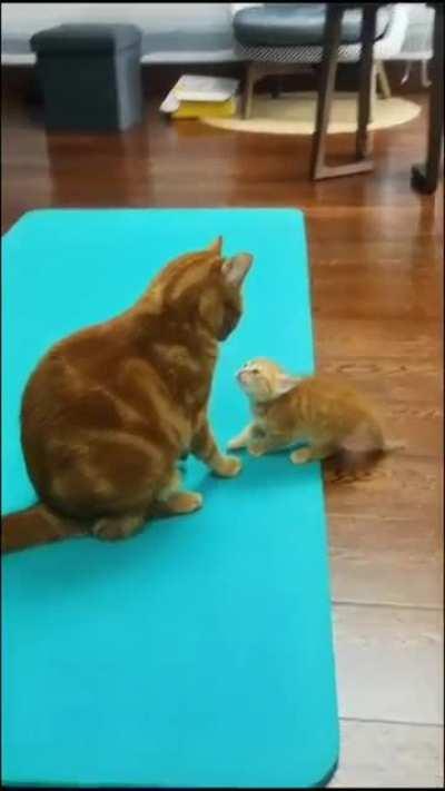 The assassin retreats to the shadows to live and kill another day