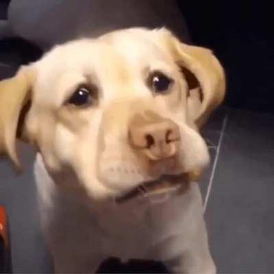 a bonus to this dog for trying to catch