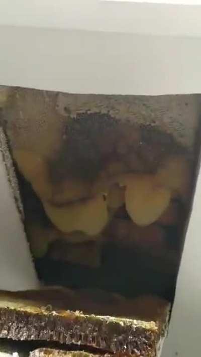 Bees have been making a hive in my parents walls