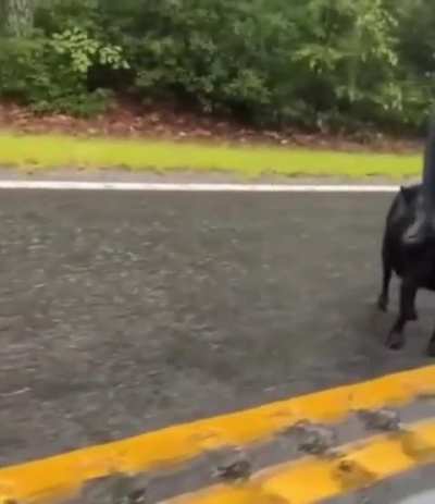 Goat police, arrest this man