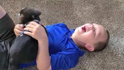 Savage Corgi Destroys Young Boy