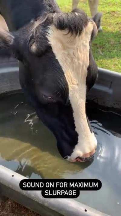 Woody from Woodstock Sanctuary is here to remind you to stay hydrated, y'all