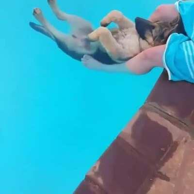 Chilled out German Shepherd relaxing in the pool