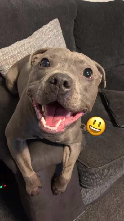 My Dog as Emojis 🤣