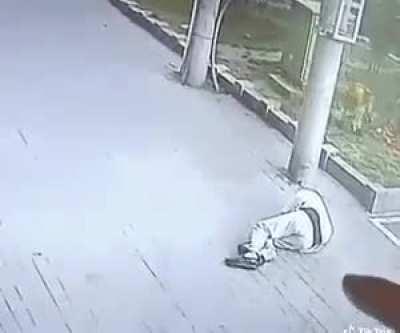 Cat falls from sky, knocks out a man and fights a dog with shoes.