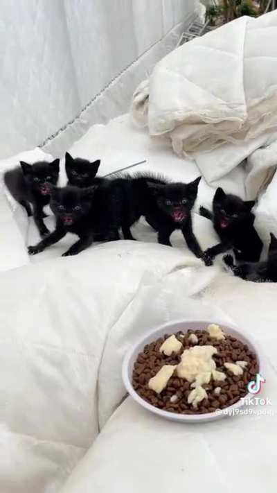 Itty bitty hissy fit committee