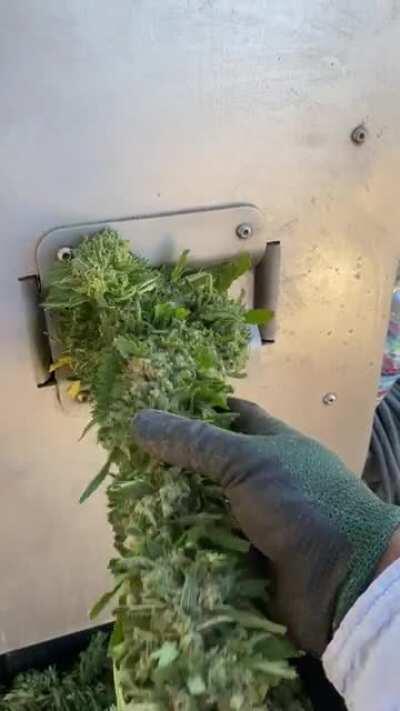 This is a Munch Machine, helps buck down a lot Cannabis