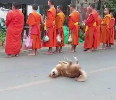 doggo was really feeling the melody