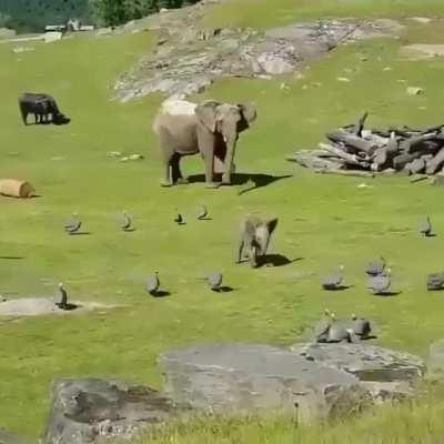 Baby elephant chasing birds..Watch until they end.. 😊