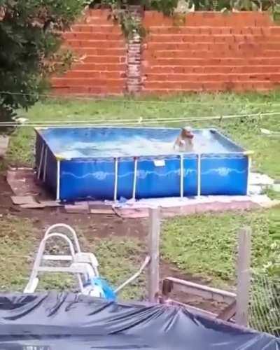 Just a good boy living his best life