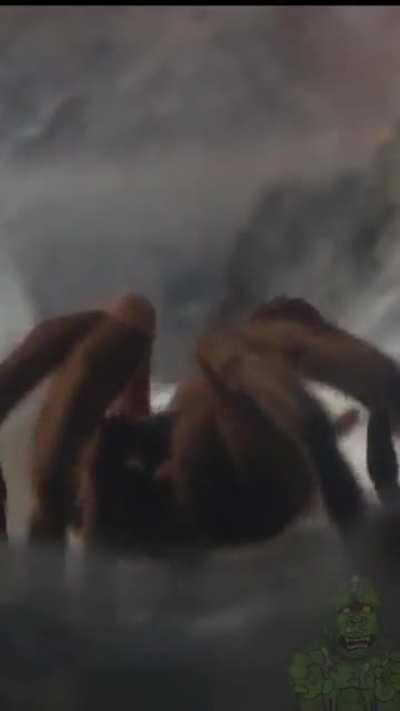 Chilobrachys Huahini laying an egg Sac! (Look at that ABDOMEN shrink!)