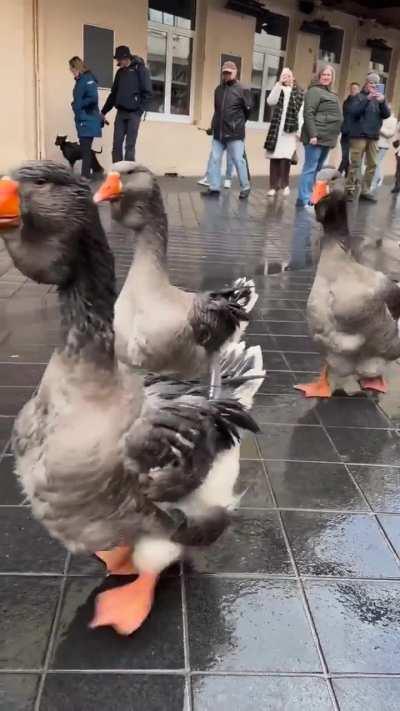 Parade of geese in Valkenburg to the sound of the Ode to Joy.