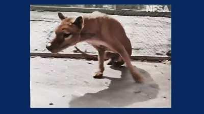Video footage of last-known thylacine (Tasmanian Tiger) remastered in 4K colour. Scientists in Australia and the US have launched an ambitious multimillion-dollar project to bring back the thylacine, a marsupial that died out in the 1930s, and reintroduce