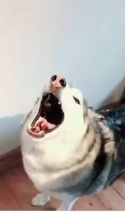 Golden retriever: Not this again guys, please. Beware headphone users.