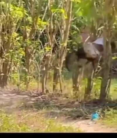 Bro fighting for his life