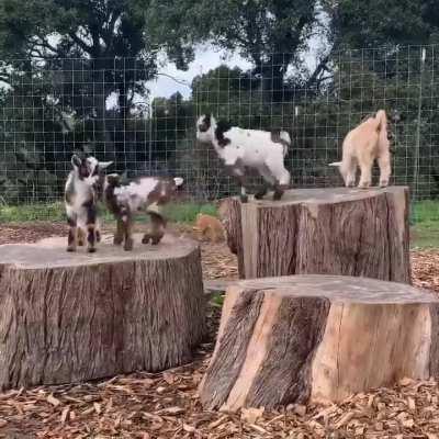 Aren’t they just the cutest? 😍😍