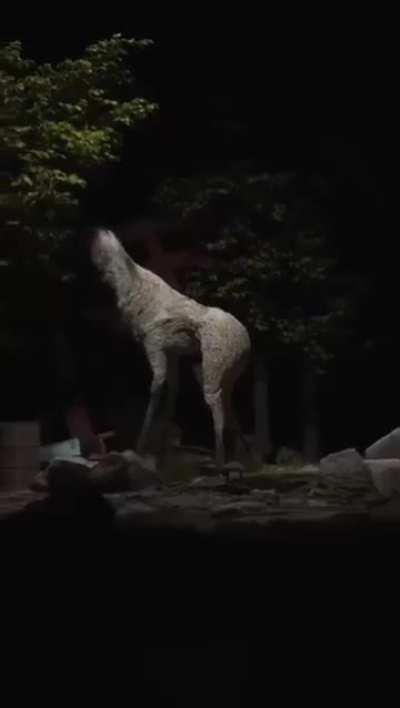 Welp there're some footage of new species 