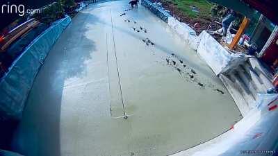 Screw your freshly poured concrete, Dave