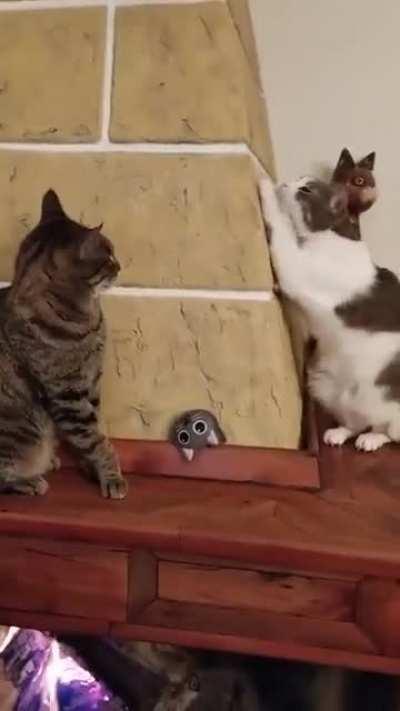 Sneaky Cat Acting Innocent When Spotted by Another Cat