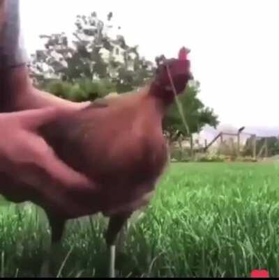 chicken funny chicken