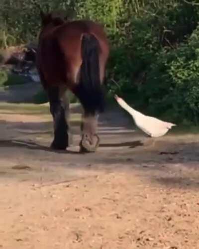 Goose bites the wrong horse