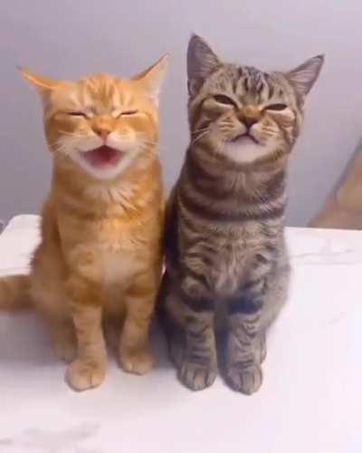 Translators for Alpha Centauri