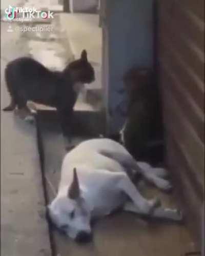 Poor boy just wanted sleep in peace.