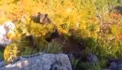 A climber meet a bear