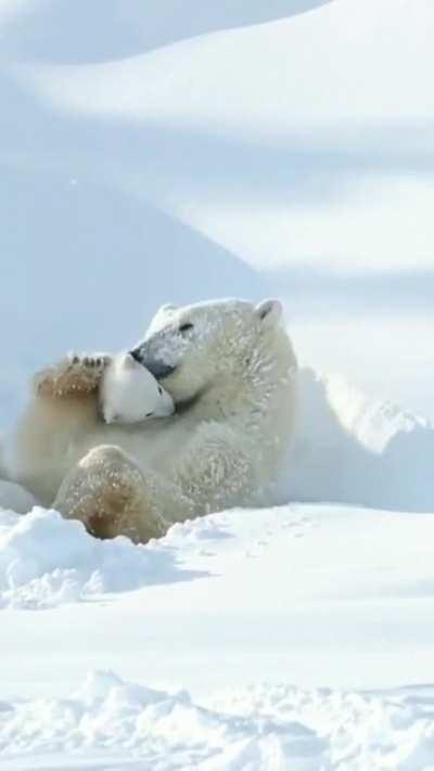 🔥The hatchlings weigh around 10 k when they start to come out of their cave, so that they gradually acclimate to the new climate, the first nights they will go back to sleep in their old cave. Then they march towards the ice sheets and there the bear cubs