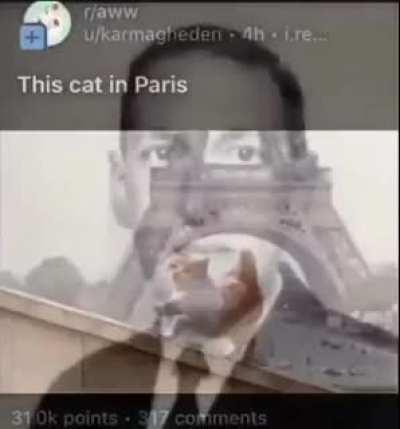Cats in Paris