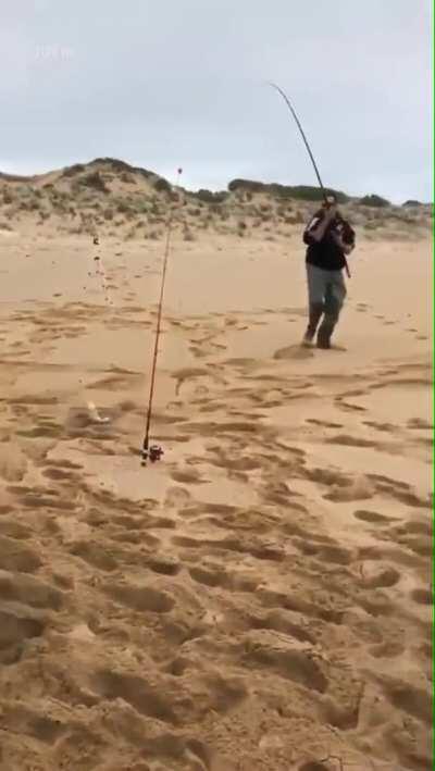 Poor seal can’t figure out why he couldn’t catch the fish