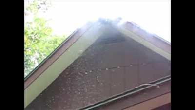 Wasp nest VS M80