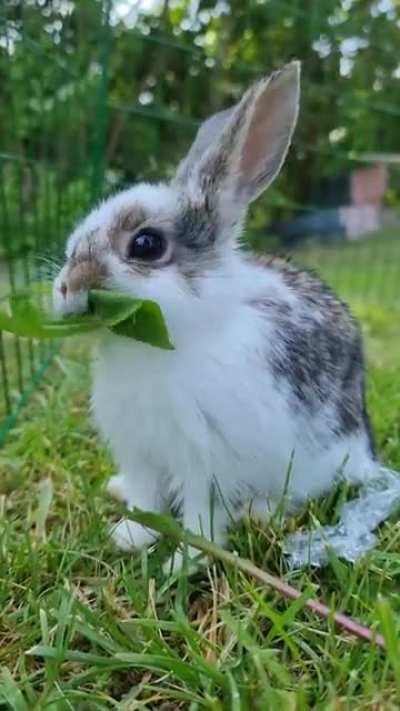 This little fellow moved home to us two days ago. Say hello to Hans.