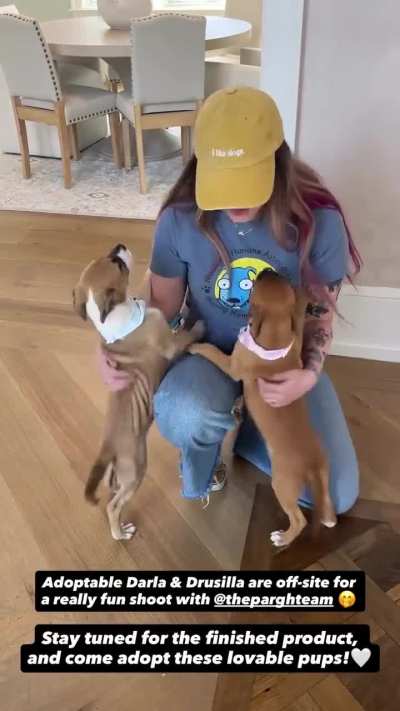 Nashville Humane Association, Instagram Story. March 25th 2026