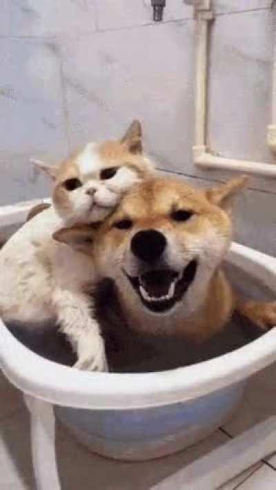 Shibas are huggable