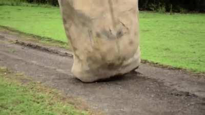 This is how the Polynesians in the Easter Island move Moai statues with some weights more than 80 tons.