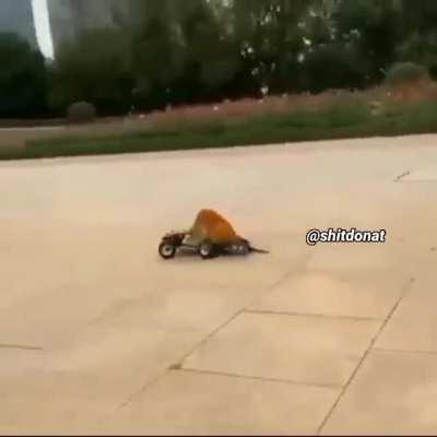 façam suas apostas 🙈