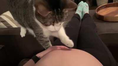 Kitty realises owner is pregnant.
