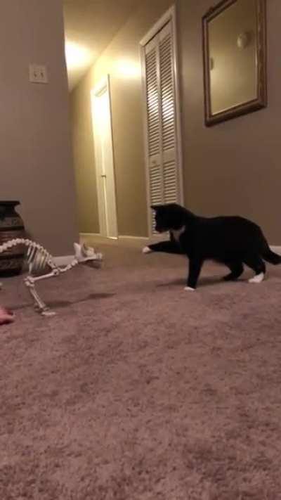 Is this pet of sir Lora?