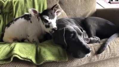 When the Baby Cows think the Dog is a Big Cow