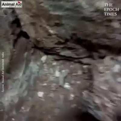 Animal Aid bro digs under rubble by hand as mom insists puppies are still alive down there