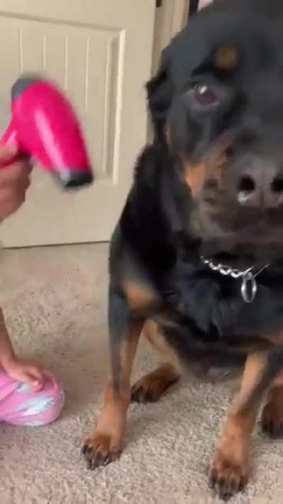 Rottie gets pampered for her first spa day